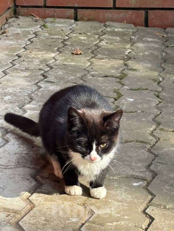 Кошки в Москве: Отдам котенка в добрые руки  Девочка, Бесплатно - фото 2