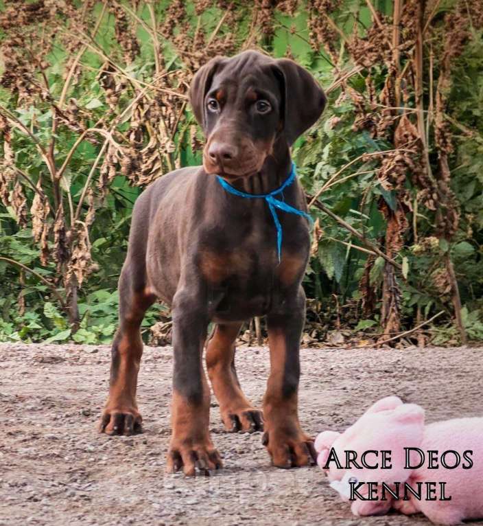 Собаки в Санкт-Петербурге: Arce Deos S-litter Мальчик, 90 000 руб. - фото 1