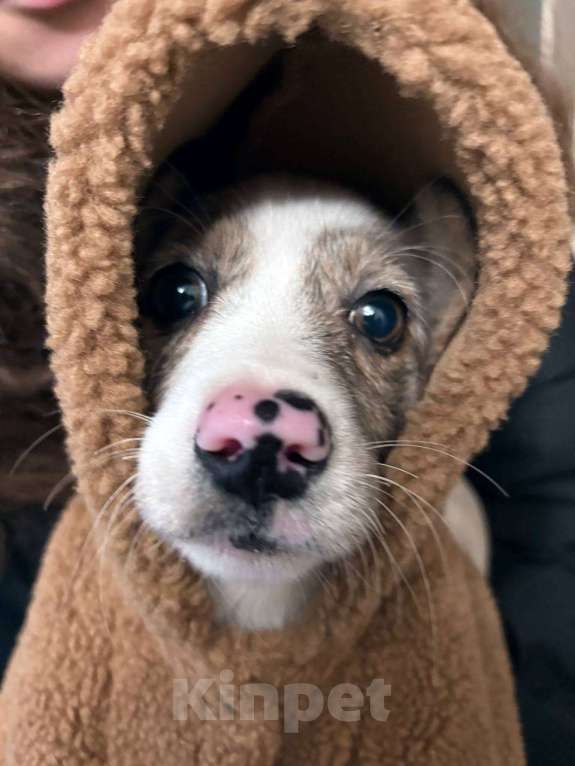 Собаки в Санкт-Петербурге: Милый щенок корги Девочка, Бесплатно - фото 2