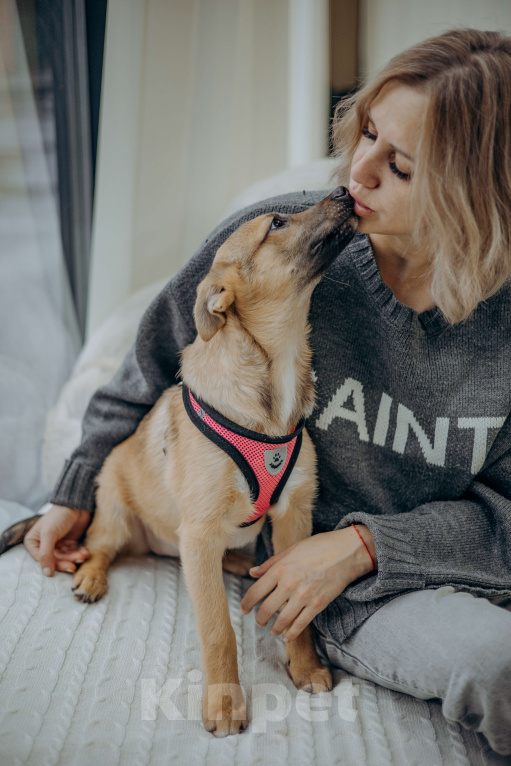 Собаки в Москве: Щенок бесплатно в добрые руки Девочка, Бесплатно - фото 5