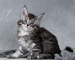 Кошки в Москве: Такеши - серебряный мейн-кун Мальчик, 80 000 руб. - фото 2
