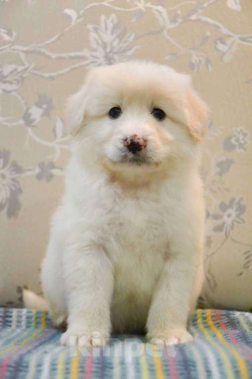 Собаки в Москве: Белая Швейцарская Овчарка щенок  Мальчик, 5 000 руб. - фото 1