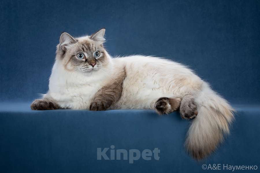 Кошки в Москве: Невский маскарадный кот на вязку Мальчик, 20 000 руб. - фото 4