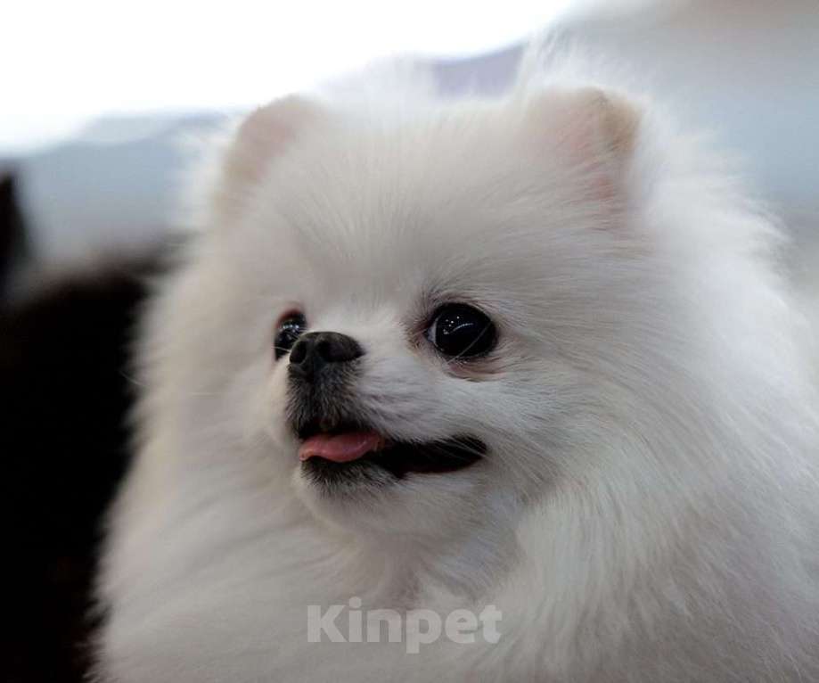 Собаки в Екатеринбурге: вязка шпица белого окраса Мальчик, 15 000 руб. - фото 4