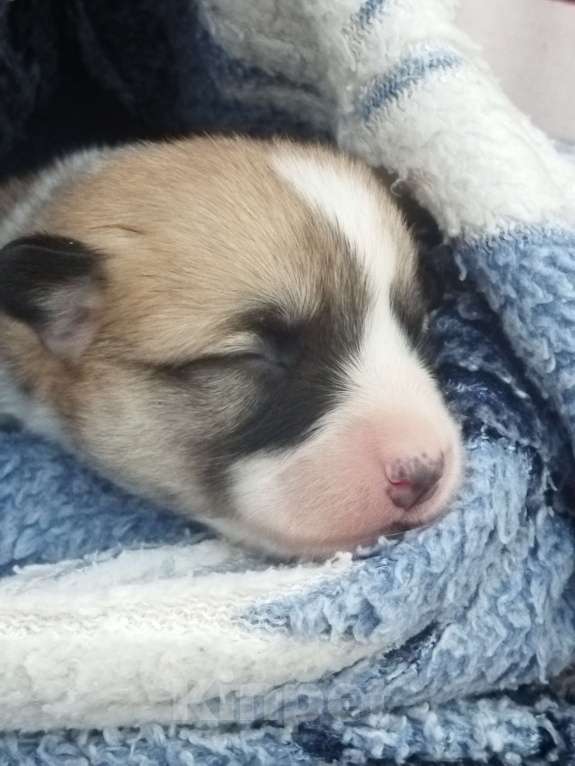 Собаки в Москве: Малыши вельш корги пемброк для раннего резервирования Мальчик, 70 000 руб. - фото 4