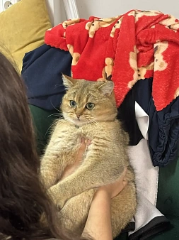Потеряли кота в центре, Администрация, помогите найти