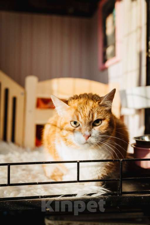 Кошки в Санкт-Петербурге: Кошка в добрые руки Девочка, Бесплатно - фото 6