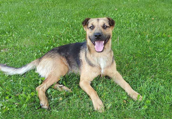 Собаки в Краснодаре: Ищет дом молодой пес Толик, воплощение дружелюбия  Мальчик, 10 руб. - фото 4