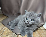 Кошки в Ярославле: Шотландский котенок Девочка, Бесплатно - фото 1