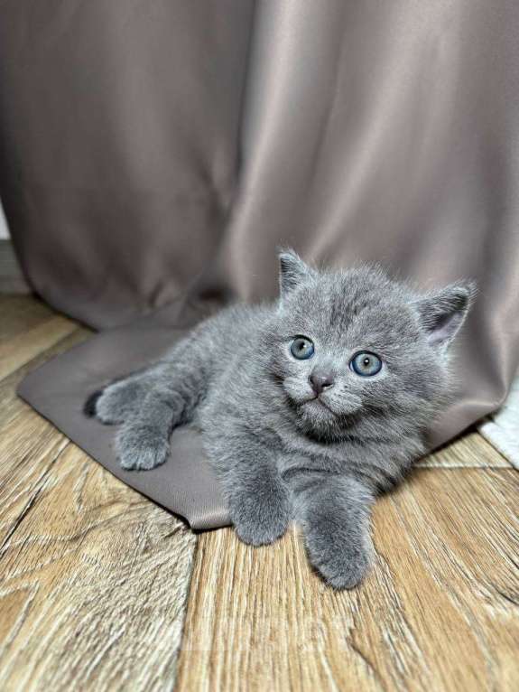 Кошки в Ярославле: Шотландский котенок Девочка, Бесплатно - фото 1