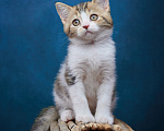 Кошки в Барнауле: Котик-страйт Вальтер🧡 Мальчик, Бесплатно - фото 4