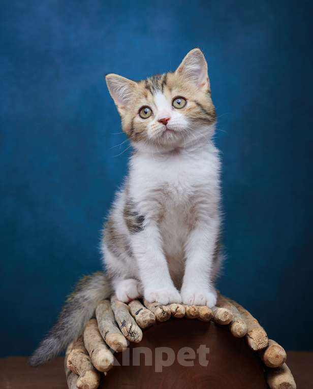Кошки в Барнауле: Котик-страйт Вальтер🧡 Мальчик, Бесплатно - фото 4