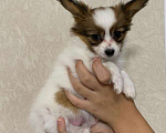 Собаки в Тихорецке: Продается щенок папийон Девочка, 25 000 руб. - фото 3
