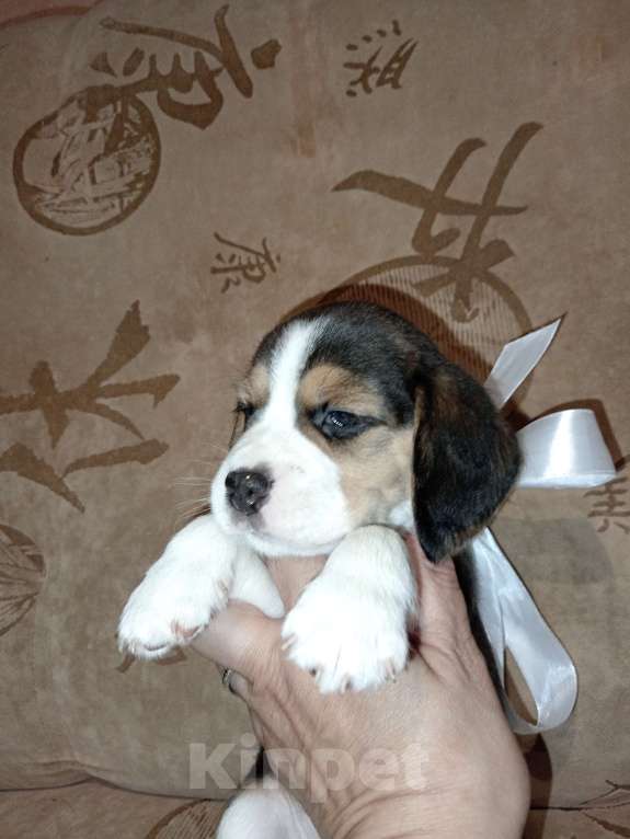 Собаки в Барнауле: Щенок бигля Мальчик, 40 000 руб. - фото 8