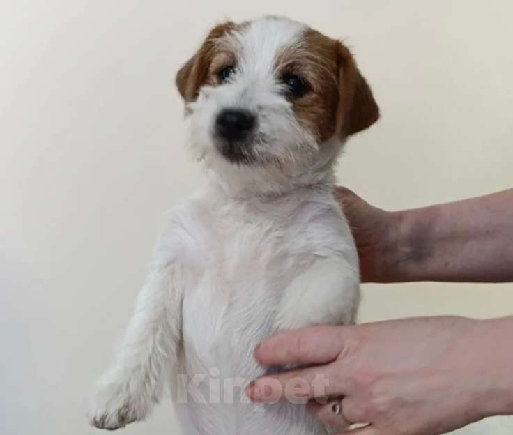 Собаки в других городах Краснодарского края: Девочка Джек Рассел терьер Девочка, 30 000 руб. - фото 2