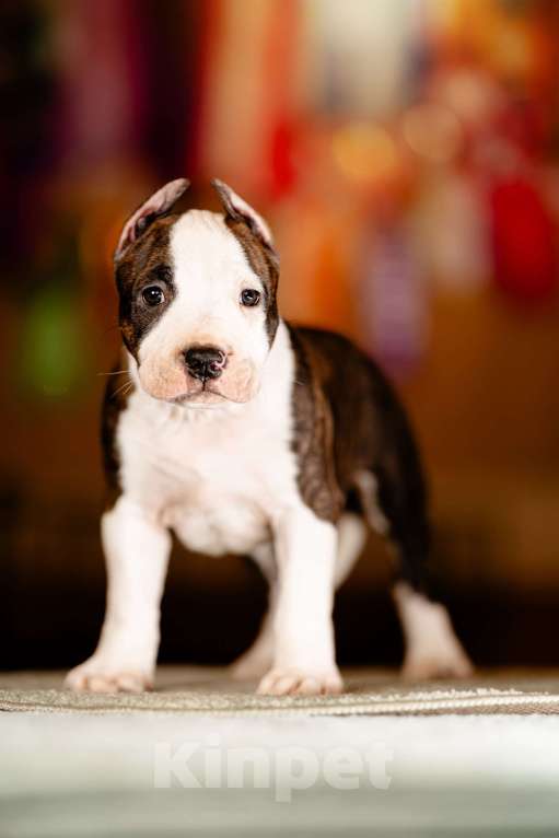 Собаки в Москве: Яркий уютный Сахарок для самого любящего сердца. Мальчик, 100 000 руб. - фото 2