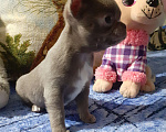Собаки в Краснодаре: Лиловый курносый щенок чихуахуа из питомника РКФ. Мальчик, 100 000 руб. - фото 3
