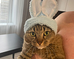 Кошки в Новосибирске: Отдам в добрые руки кота Мальчик, Бесплатно - фото 2