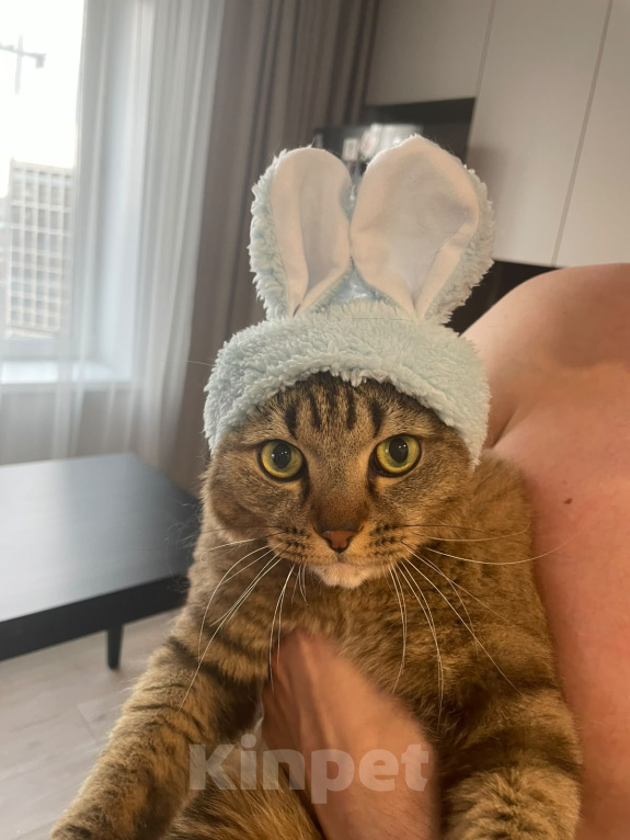 Кошки в Новосибирске: Отдам в добрые руки кота Мальчик, Бесплатно - фото 2