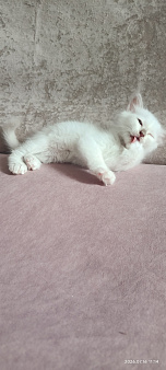 Котята Священной Бирмы
