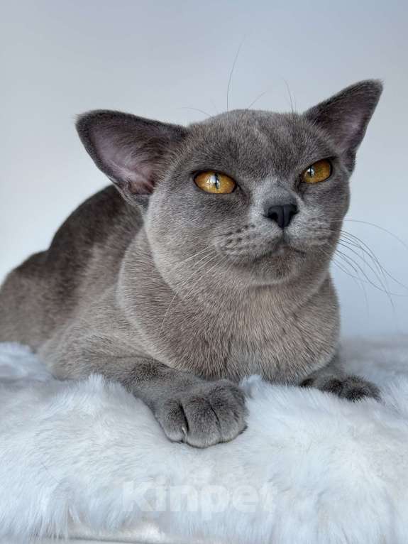 Кошки в Калининграде: Бурманская кошка Девочка, 50 000 руб. - фото 1