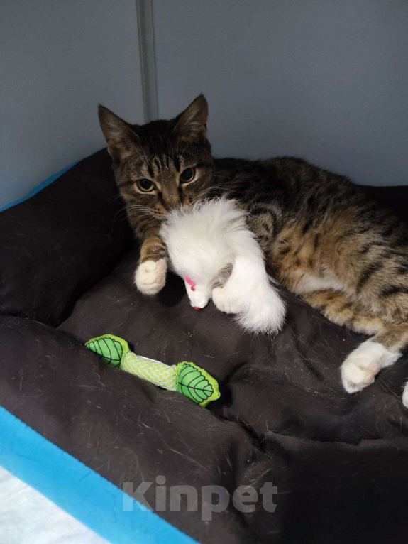 Кошки в Москве: Ласковая Оди ищем дом Девочка, Бесплатно - фото 1