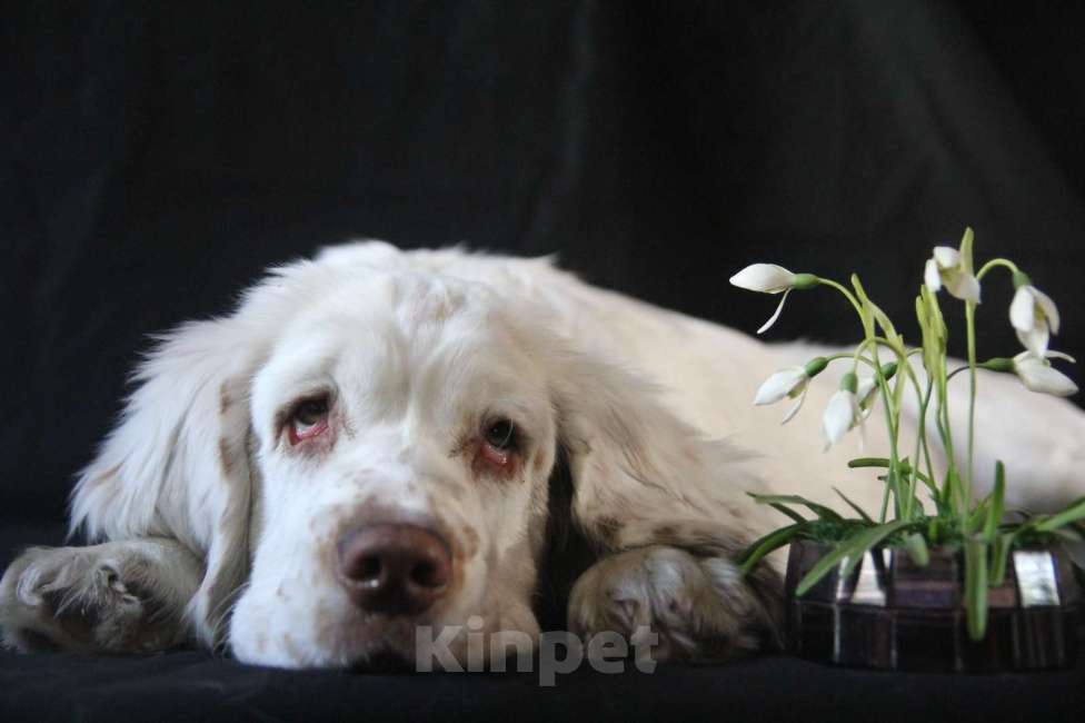 Собаки в Омске: Щенок кламбер спаниеля  Девочка, 90 000 руб. - фото 8