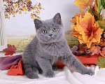 Кошки в Мурином:  Британский котик голубого окраса Мальчик, 35 000 руб. - фото 3
