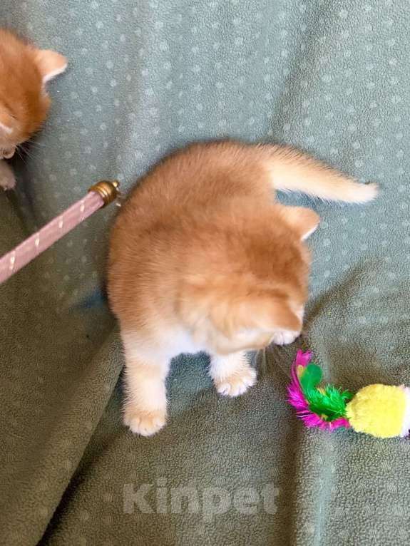 Кошки в Москве: Плюшевая золотая шиншилла Девочка, 41 000 руб. - фото 3