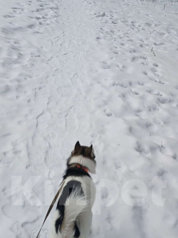 Собаки в Липецке: Девочка в квартиру Девочка, Бесплатно - фото 2