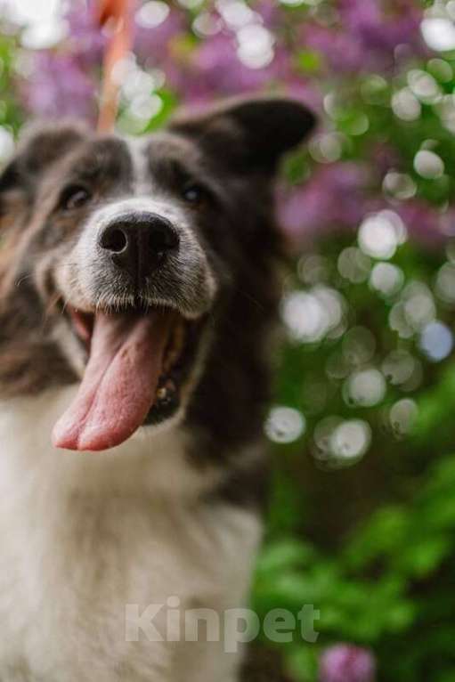 Собаки в Москве: Пушистая собака Снежа в добрые руки Девочка, Бесплатно - фото 2