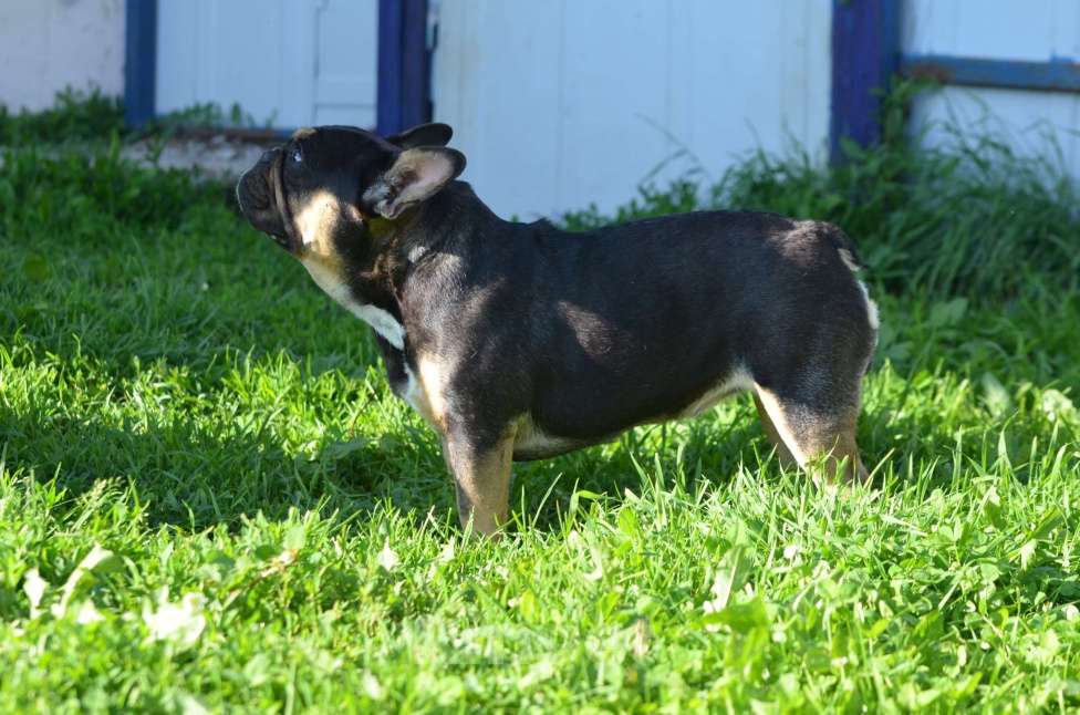 Собаки в Владимире: Девочка французский бульдог  Девочка, 100 000 руб. - фото 9
