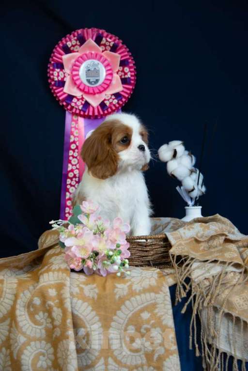 Собаки в Электростали: Шикарная девочка кавалер кинг чарльз спаниель Девочка, 150 000 руб. - фото 3