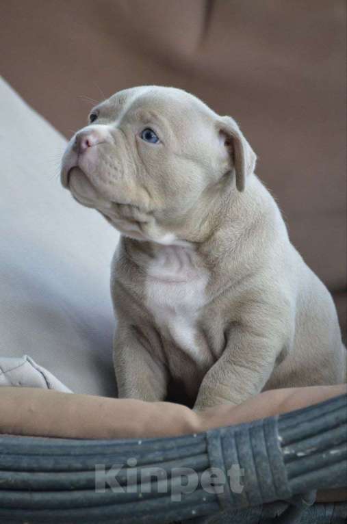 Собаки в других городах Краснодарского края: Щенок американский булли Мальчик, 180 000 руб. - фото 3