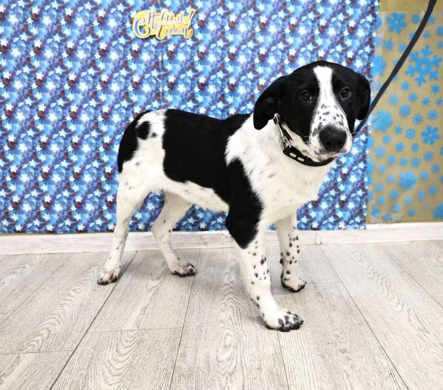 Собаки в Москве: Щенки бесплатно в Москве Девочка, Бесплатно - фото 8