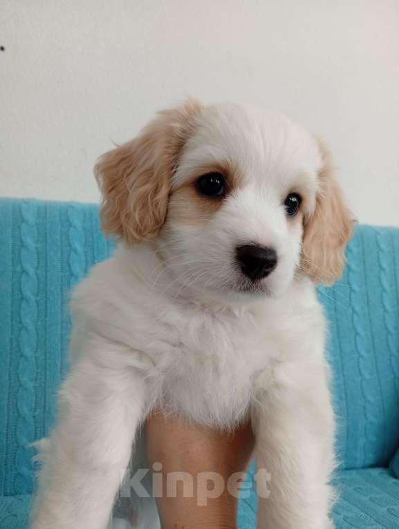 Собаки в Анапе: Щенок мальчик мальтипу/кокер-спаниель Мальчик, 25 000 руб. - фото 2