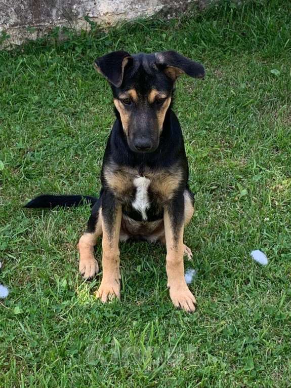 Собаки в Санкт-Петербурге: Щенок, который станет частью вашего сердца Девочка, Бесплатно - фото 4