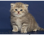 Кошки в Сургуте: Британские котята классических окрасов  Девочка, Бесплатно - фото 2