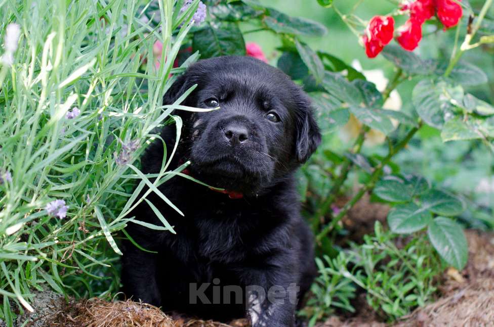 Собаки в Санкт-Петербурге: Щенок лабрадора (мальчик) Мальчик, 90 000 руб. - фото 2