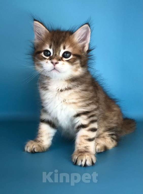 Кошки в Долгопрудном: Незабудка Девочка, 40 000 руб. - фото 3