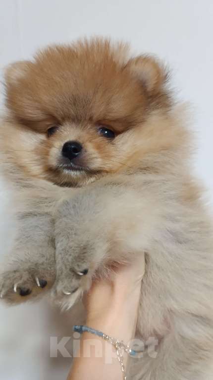 Собаки в Сочи: Померанский(немецкий) шпиц мини Мальчик, Бесплатно - фото 2