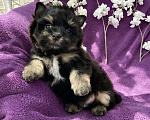 Собаки в Москве: Йорк бэби фейс мальчик чёрный стандарт Мальчик, 50 000 руб. - фото 10