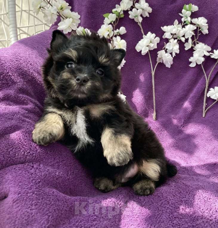 Собаки в Москве: Йорк бэби фейс мальчик чёрный стандарт Мальчик, 50 000 руб. - фото 10