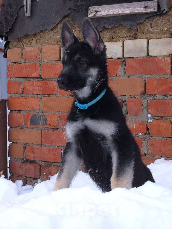Собаки в других городах Краснодарского края: Щенки Восточноевропейской овчарки  Девочка, 60 000 руб. - фото 10