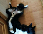 Собаки в Оренбурге: Вязка лайки, 1 руб. - фото 1