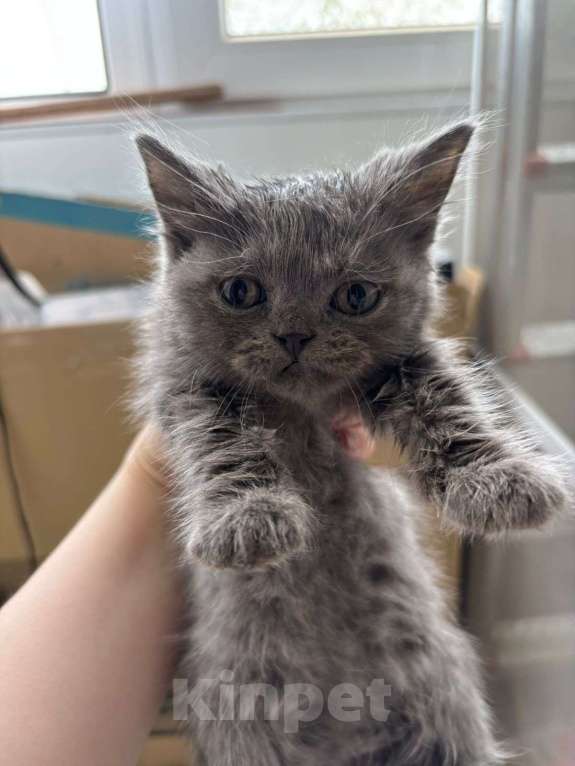 Кошки в Армавире: Котенок девочка в добрые руки Девочка, Бесплатно - фото 1