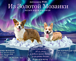 Собаки в Москве: Ириска Я Девочка, 30 000 руб. - фото 3