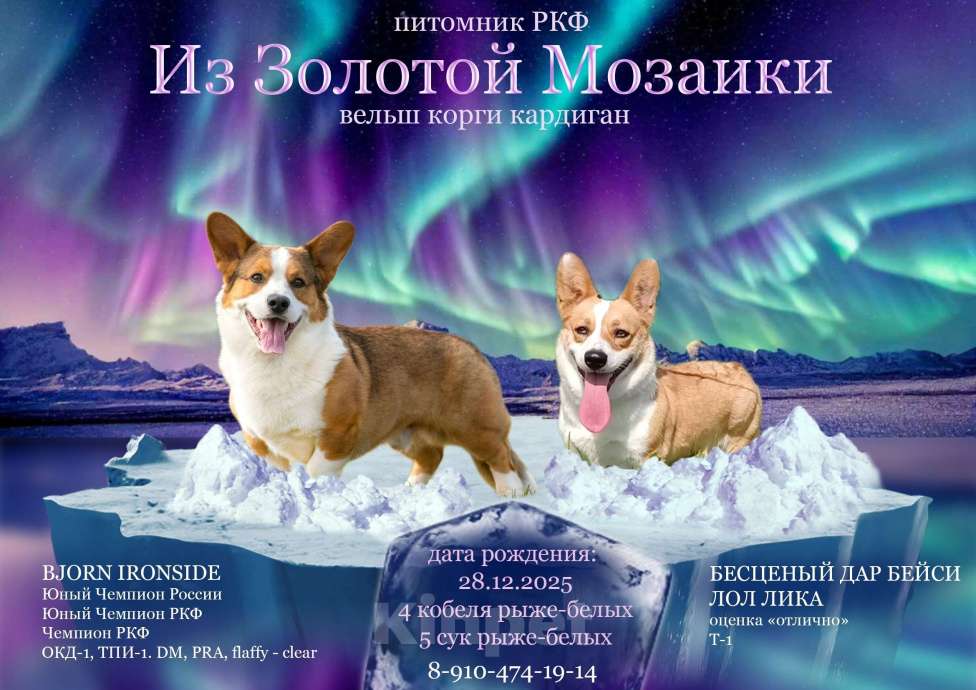 Собаки в Москве: Ириска Я Девочка, 30 000 руб. - фото 3