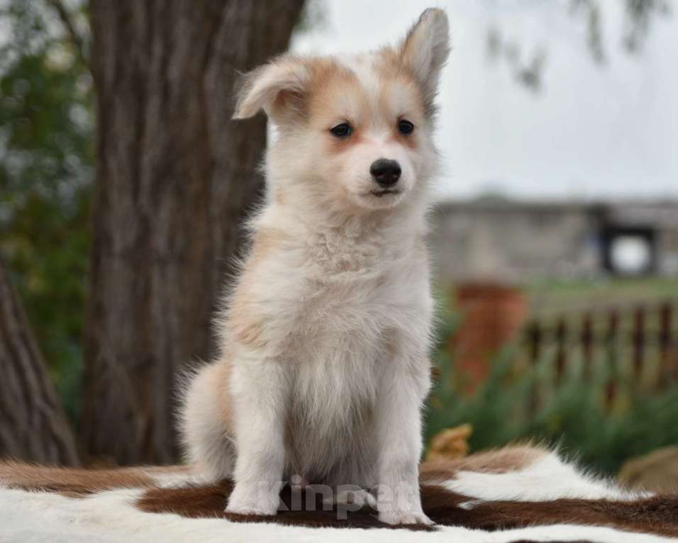 Собаки в Москве: Ненецкая оленегонная лайка, кобель Жгучий перчик.  Мальчик, 60 000 руб. - фото 3
