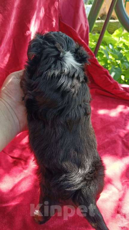 Собаки в Кудрово: Щенок чихуахуа продаётся  Мальчик, 35 000 руб. - фото 2